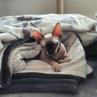 Darujeme kočku Sphynx - pouze do klidného domova bez zvířat - 2