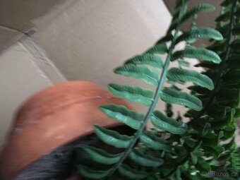 Velká kapradina v květináči - 2