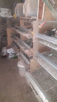 chovná zařízení pro chov křepelek - 2