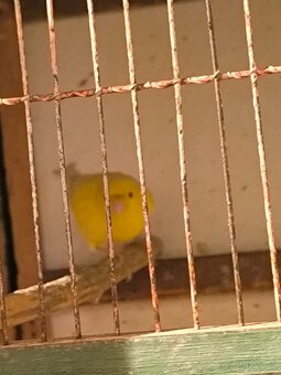 Prodám 2 kanáry samečky - 2