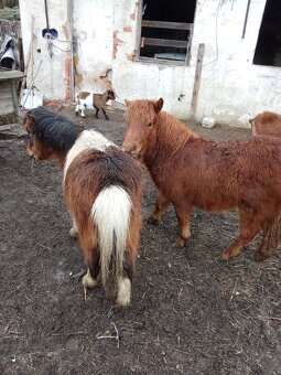 Minishetland - 2