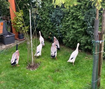 Indický běžec stříbrný - 2