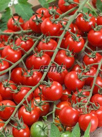 Roubovaná rajčata - 2