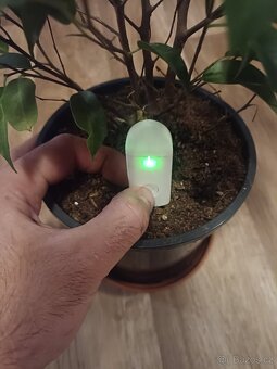 Ficus Benjamina - 2