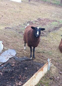 Zwartbles - 2