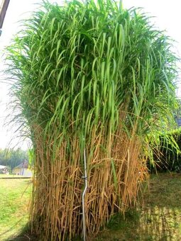 MISCANTHUS GIGANTEUS ♥ OZDOBNICE OBROVSKÁ - 2