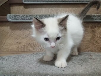 Ragdoll - 2