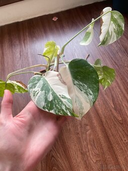 Monstera albo mint - 2