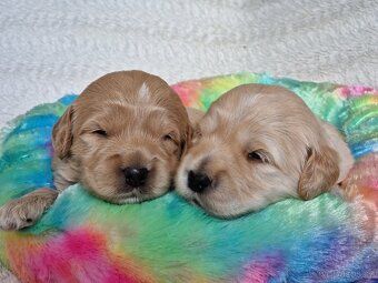 Goldendoodle F1 - 2