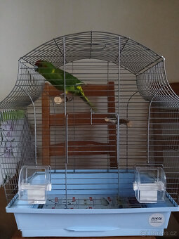 Kakariki - 2
