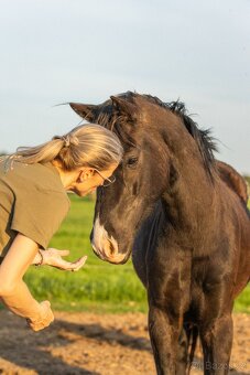 Welsh Cob valach - 3 roky - 2