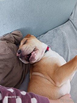 Sharpei štěně 5měs. Fena - 2