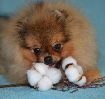 Štěňata Pomeranského špice - 2