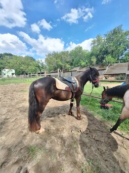 Welsh pony D valach 3roky - 2
