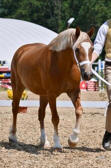 Koně od 50 tis. - Welsh Cob - 2