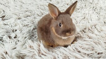 Zakrslý králík, králíček -ŇUFÍK - 2