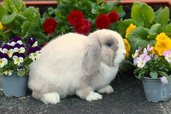 Minilop samička 10 měsíců - 2