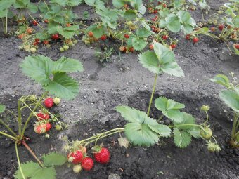 Sazenice jahod - 2