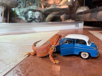 AGAMA VOUSATÁ SAMIČKY K PRODEJI - 2