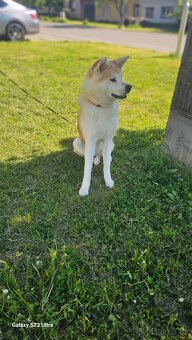 Prodám Akita Inu - 2