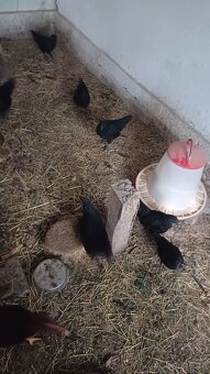 Ayam cemani - 2