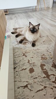 11 měsíční kočička ragdoll - 2