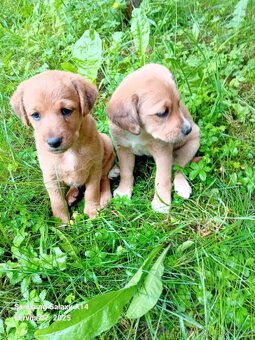 Labradorský retrívr bez pp - 2