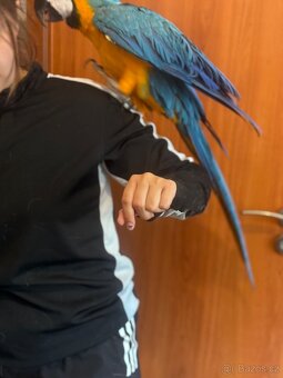 Ara ararauna , kakadu inka ,kakadu růžový - 2