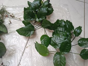 Prodám akvarijní rostliny - 2