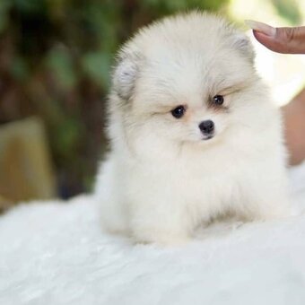 Špic, nemecký špic , Pomeranian - 2