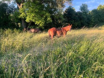 Quarter horse - 2