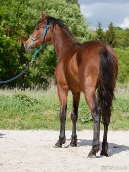 QH klisna - 2