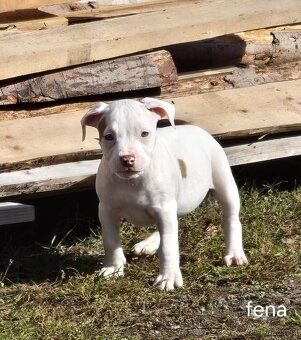 American Bull standart - 2