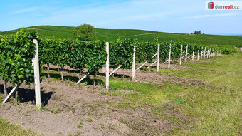 Prodej vinice v Dolních Dunajovicích, Zimní vrch - 2