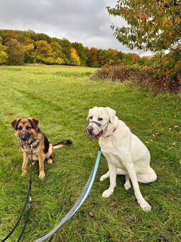 Theo - velký něžný pes. Kříženec pasteveckého plemen. 2 roky - 2
