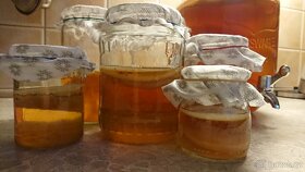 Kombucha - scoby. - 2