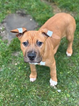 Americký stafordšírský teriér - 2