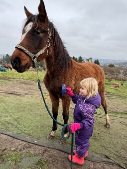 ČT klisnicka k prodeji - 2
