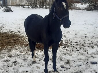 Predám dosple kone - 2