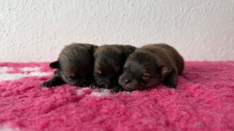 Štěňátka Pomeranian s PP FCI - 2