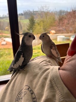 Korela bělohlavá - 2