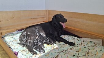 Štěňata Flat Coated Retriever s PP - 2