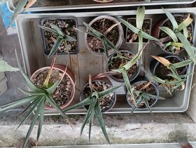 Kaktusy,agave , sukulenty - 2