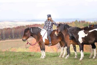Huculská klisna, hucul, Tobiano, pony, malý kůň - 2
