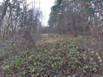 Prodej lesa, 1540 m², Sadská - 2