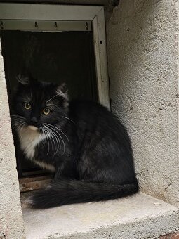 Sibiřská kočka koťátko - 2