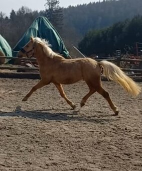 Valacha pony - 2