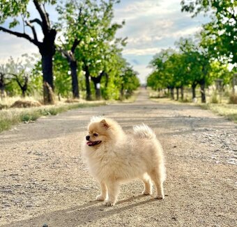 NABÍZÍME KRYTÍ - čistokrevný pomeranian s PP - 2