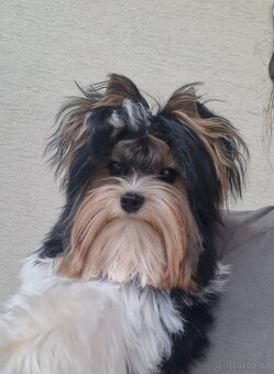 Biewer Terrier s PP FCI - 2