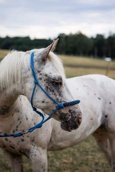 Appaloosa klisna - 2